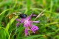 Close up longhorn beetle, Prionus coriarius on violet blossom flower in grass