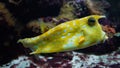 Close up of a longhorn cowfish Royalty Free Stock Photo