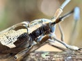 Close up of longhorned beetles (Cerambycidae) Royalty Free Stock Photo