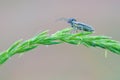 Longicorn beetle and leaf beetle