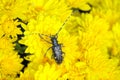 Longicorn beetle and flowers