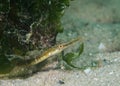 Close up of a Longsnout Pipefish Syngnathus temminckii Royalty Free Stock Photo