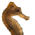 Close-up of Longsnout seahorse or Slender