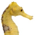 Close-up of Longsnout seahorse or Slender seahorse, Hippocampus reidi yellowish