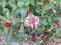 Close-up of a lonicera etrusca flower with red berries Royalty Free Stock Photo