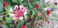 Close-up of a lonicera etrusca flower with red berries. Royalty Free Stock Photo