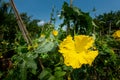 Close up Loofah luffa gourd yellow flower on natural light