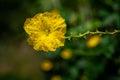 Close up Loofah luffa gourd yellow flower  on natural light Royalty Free Stock Photo