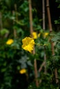 Close up Loofah luffa gourd yellow flower  on natural light Royalty Free Stock Photo