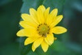 Close Up Look at a Blooming False Sunflower