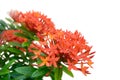 Close-up look of a bunch of fully bloomed red ixora - Isolated with white background