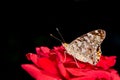 Close up look of a butterfly on a red rose against a black background. Macro photo. Royalty Free Stock Photo