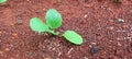 A close up look of choy sum or chinese flowering cabbage plantation. Royalty Free Stock Photo