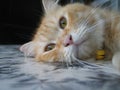 A Close Up Look of a Cream Tabby Cat Sleepy on the Floor Royalty Free Stock Photo