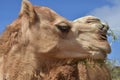 Close Up Look at a Cute Bactrian Camel
