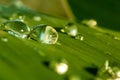 Close-up look on a few water drops on a green leaf