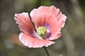 Pale Pink Poppy Flower Blossom in the Summer Royalty Free Stock Photo