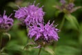 Close Up Look at Flowering Purple Bee Balm Royalty Free Stock Photo