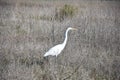 Close Up Look at a Great Egret in a Hay Field Royalty Free Stock Photo