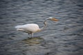 Close Up Look at a Great Egret Royalty Free Stock Photo