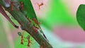 A Close-up Look at a Green Ant Colony in Northern Australia