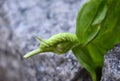 Close Up Look at a Green Hornworm Caterpillar Royalty Free Stock Photo