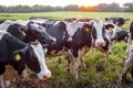 Holstein cows grazing in the pasture at sunset