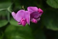 Close Up Look at a Hot Pink Flowering Sweet Pea Flower Royalty Free Stock Photo