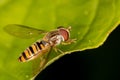 Close-up look on a hover fly.