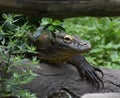A Close Up Look at a Komodo Dragon Lizard