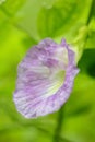 The close-up look of light purple Clitoria ternata flower