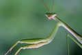 Close up look of mantis