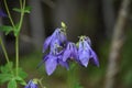 Close Up Look at a Pretty Blue Columbine Flower Royalty Free Stock Photo
