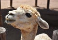 Close Up Look into the Profile of an Alpaca Royalty Free Stock Photo