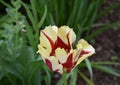 Close Up Look at a Red and Yellow Parrot Tulip Royalty Free Stock Photo