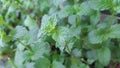 Close up look of spearmint