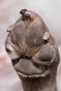 A close up look at the underside of the back dirty dog paw pad, during the day