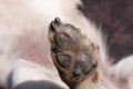 A close up look at the underside of the back dirty dog paw pad, during the day