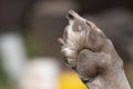 A close up look at the underside of the back dirty dog paw pad, during the day