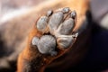 A close up look at the underside of the back dirty dog paw pad, during the day