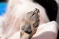 A close up look at the underside of the back dirty dog paw pad, during the day