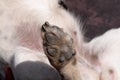 A close up look at the underside of the back dirty dog paw pad, during the day