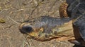 Close up look on the very old turtle`s head Royalty Free Stock Photo