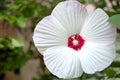 White Flower of Hibiscus Moscheutos