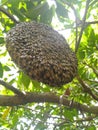 Close up look of wild honey bee colony