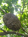 Close up look of wild honey bee colony