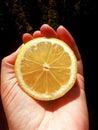 Close up look at yellow lemon part in the hand.