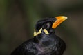 Portrait of a Common Hill Myna Gracula religiosa intermedia, a intelligent talking Beo bird. Royalty Free Stock Photo