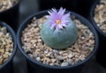 Close-up of Lophophora (Peyote) cactus with soft pink flower blooming on top. Royalty Free Stock Photo