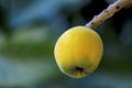 Loquat fruits and tree in nature